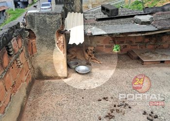PCES resgata cão em situação de maus-tratos e prende tutora no ES