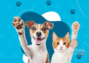 Estratégia de vacinação em cães e gatos tem mais de 560 mil animais imunizados