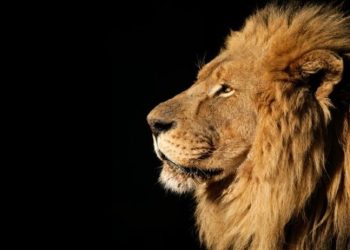 Artigo • Só uma fábula…