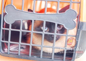 Guarapari realiza vacinação para gatos no Centro de Controle de Zoonoses