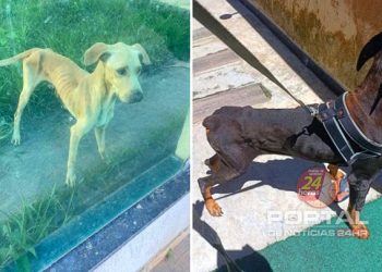 [Marataízes] Cachorro morre e outro é resgatado após abandono e maus-tratos