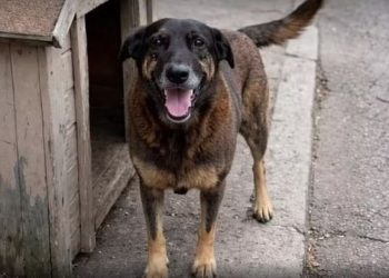 Professora cobra reparação de homem que abandonou cinco gatinhos em caixa fechada