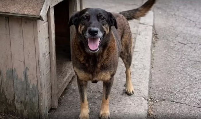 Professora cobra reparação de homem que abandonou cinco gatinhos em caixa fechada