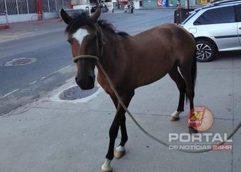 Prefeitura recolhe animal solto e reforça alerta aos proprietários