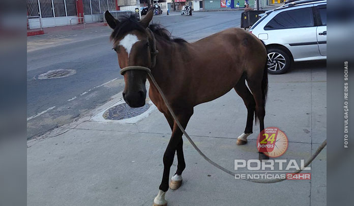 Prefeitura recolhe animal solto e reforça alerta aos proprietários