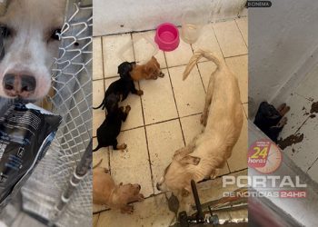 [Flagrante] PCES e Guarda Municipal de Vila Velha prendem mulher por maus-tratos a cães