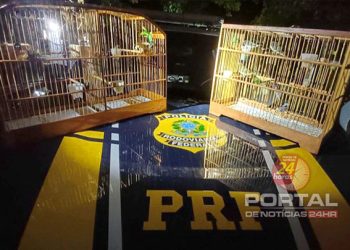 [Atílio Vivácqua] PRF flagra transporte ilegal de aves silvestres na BR-101