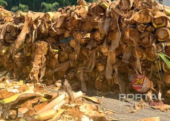 [Cariacica] Venda de palmito em pontos autorizados já começou