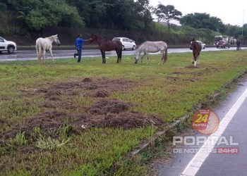 Prefeitura recolhe cavalos que estavam soltos na Rodovia