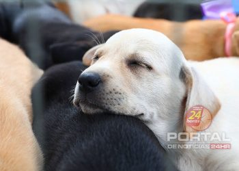 [Ales] Deputado sugere regras para comercialização e criação de cães e gatos