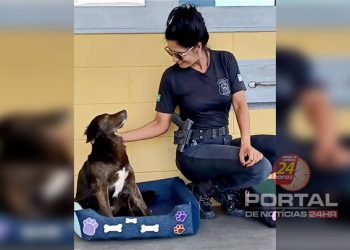Castração e vacinação de animais no Complexo do Xuri reforçam compromisso socioambiental do Estado