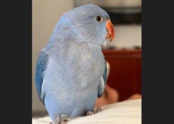 [Cachoeiro] Tutor procura por pássaro que desapareceu no bairro Paraíso