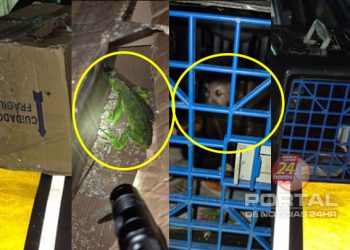 [Capixabas] PRF resgata animais silvestres transportados dentro do porta-malas de um carro no RJ