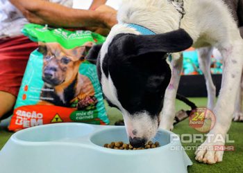 [Ales] Iniciativa deve ampliar acesso a programa de bem-estar animal