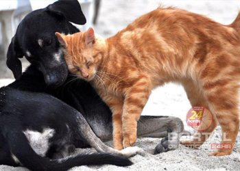 [Vila Velha] Prefeitura abre canal exclusivo para protetores solicitarem castração de pets